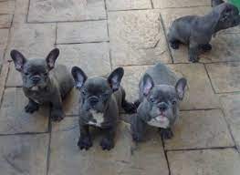Fbrn does not ship dogs as cargo. French Bulldog Puppies Mn Petfinder