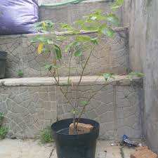 Bonsai pohon ileng ileng mangsian tua unik. Jual Seri Ceri Talok Karsen Kersen Tanaman Pohon Buah Pelindung Peneduh Herbal Bahan Bonsai Di Lapak Bayu Soekamto Bukalapak