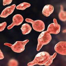 Image result for Mycoplasma