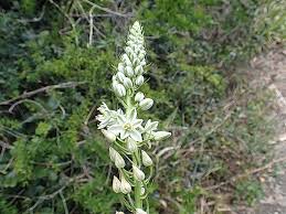 Image result for Albuca nigritana
