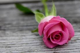 Pin By Lucia Cirqueira On Roses Beautiful Pink Roses Rose Wallpaper Flowers
