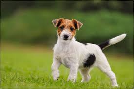 Enter your 5 digit us zip code. Parson Russell Terrier Facts Pictures Puppies Breeders Temperament Animals Adda
