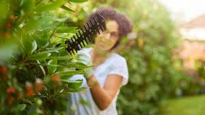 Dabei dürfen sie die hecke aber nicht zu sehr kürzen, da starke rückschnitte wegen brütender vögel im sommer nicht erlaubt sind. Hecken Schneiden Die Wichtigsten Fragen Und Antworten Stern De