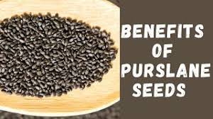 It's also rich in various antioxidants with a high level of vitamin c, vitamin e, and vitamin c. Health Benefits Of Purslane Seeds And Purslane Plant Ø®Ø±ÙÙ L Portulaca Oleracea Youtube