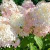 Fresh flowers from the farm delivered directly to your door for free with. 1