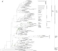Image result for Lophiocarpus latifolius