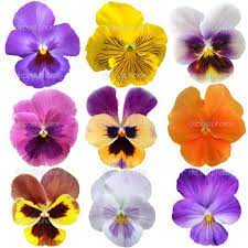 Pansy Color And Detail For Paper Pansies Pansies Flower Drawing Flower Painting