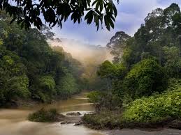 Gepind Van Kepguru Borneo Travel Jungle Forest River