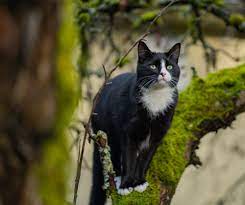 smokin kedi cinsi ozellikleri ve bakimi panosundaki pin