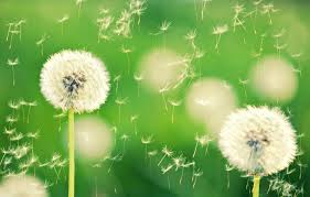 Wallpaper Macro Flowers Nature Green Background Dandelion Wallpaper Plant Wallpaper Dandelions Widescreen Background Bokeh Full Screen Hd Wallpapers Dandelion Images For Desktop Section Makro Download Thousands of new dandelion png image resources are added every day.