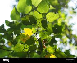 Image result for Morus indica