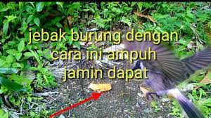 Cara memikat burung trucukan dengan pulut. Tehnik Jebak Burung Jijok Pasti Dapat Youtube