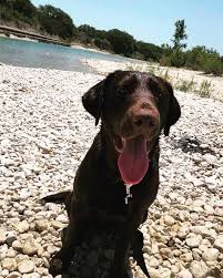 We offer 93 labrador retriever puppies for sale in texas. Texas Lab Puppies For Sale Home Facebook