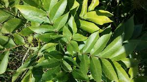 Image result for Carya illinoinensis