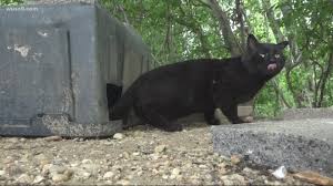 Members of a feral cat colony can include cats that have strayed after living with human caretakers as well as their offspring, which have had little human contact or none at all. Feral Cat Colony Crisis Pits Environmentalists Against Humane Groups Wusa9 Com