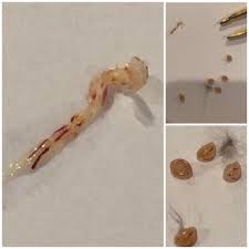 Please Id This Egg And It S Worm Like Contents Album On Imgur