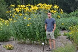 Mt Cuba Center Coreopsis Tripteris Flower Tower Mt Cuba Center In 2021 Flower Tower Tower Flowers