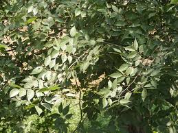 Image result for Celtis tetrandra