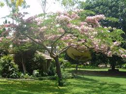 Image result for Cassia nodosa