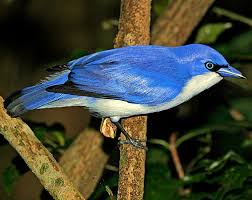 Image result for Cyanotis namuliensis