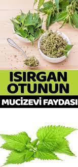 Bir Anadolu Mucizesidir Isirgan Otu Oyle Ki Bileseninde Bulunan Maddelerin Tansiyon Dusurucu Kanser Onleyici Yara Medicinal Plants Herbal Medicine Herbalism