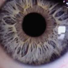 Hashem Al Ghaili Timeline Iris Speck Cobweb