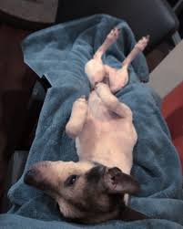 How paraphimosis is best treated. My Dogs Penis Is Stuck Out Paraphimosis Natural Remedy Applehead City Pet