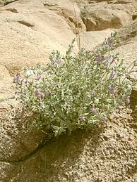 Image result for Stachys pseudonigricans