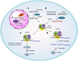 Mp3 320kbps, 6.27 мб mp3 128kbps, 2.5 мб mp3 64kbps, 1.25 мб. Therapeutic Sirna State Of The Art Signal Transduction And Targeted Therapy
