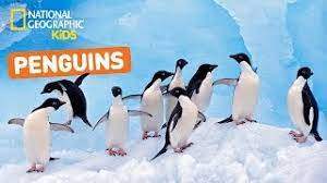 The african penguin (spheniscus demersus), also known as the cape penguin or south african penguin, is a species of penguin confined to southern african waters. All About Penguins Nat Geo Kids Penguins Playlist Youtube