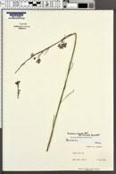 Image result for Asclepias buchwaldii