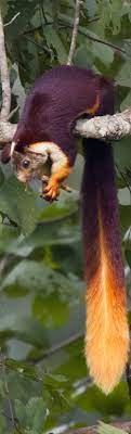 The Most Beautiful Of Indian Squirrels The Malabar Giant Squirrel Ratufa Indica Is A Large Tree Squirrel Giant Squirrel Indian Giant Squirrel Weird Animals