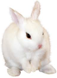 White Bunny Png Clipart Image Animals Rabbit Png Png