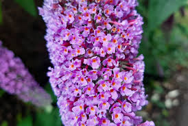 Image result for buddleia davidii