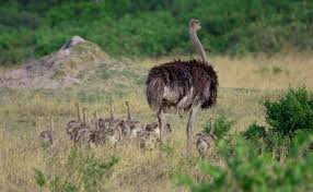 Oleh bitar diposting pada 03 08 2020. 600 Gambar Flora Dan Fauna Di Benua Afrika Terbaik Infobaru