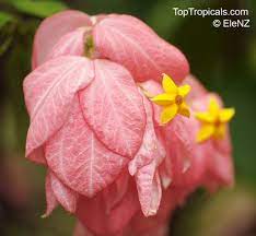 Pin On Flowering Shrubs