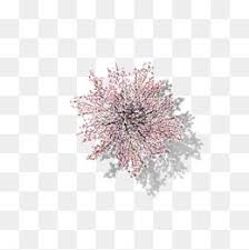 The leaves of most of them turn yellow to orange in fall, and some have cascading branches, which makes them. Tree Clipart In Kind Overlooking The Tree Lush Tree Top Tree Overlooking Camphor Tree Poster Design Tree Top Kind O Tree Photoshop Photoshop Textures Tree Plan