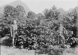 Robusta was the first species in vietnam and is the central export of coffee producers in the country, accounting for about 97% of the country's coffee output. Vietnamese Coffee History Types And Production