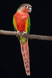 Small Yellow Bird With Red Cheeks Red Yellow Sided Green Cheek Conure Conure Parrot Bird Conure Parrots