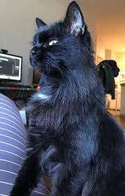 Previous Owner Brought Her In Wanting To Euthanize Due To Kidney Disease I Adopted Her Instead Kidney Levels Ar Life Is Beautiful My Best Friend I Am Awesome