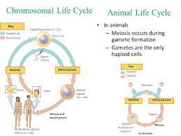 Gametes are reproductive cells in diploid cells, there are two sets of chromosomes, one from each parent. Meiosis In Animals Exercise Ppt Video Online Download