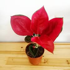 Maybe you would like to learn more about one of these? 50pcs Color Leaf Ornamental Plant Zhonghuahong Perennial Flower Seed Green Plant Potted Indoor Shopee Philippines