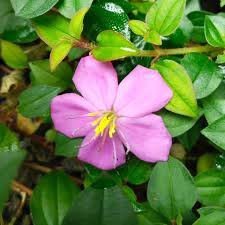 Image result for Heterotis rotundifolia