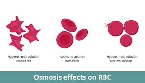 Cytolysis - Definition, Types And Function | Biology Dictionary