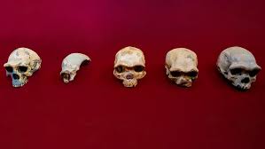 Maybe you would like to learn more about one of these? Scientists Discover Skull Of A Lost Species Of Human The Dragon Man Esquire Middle East