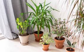 It's time to bring your houseplants and tropical plants such as orchids and palm trees indoors for winter. How To Care For Plants In Winter In Dubai Indoor Outdoor Tips More Mybayut