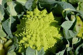How To Grow Romanesco Broccoli Urban Garden Gal