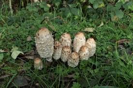 One of the best things to add to your mushroom's soil is a substrate. Common Types Of Backyard Mushrooms Earth Com