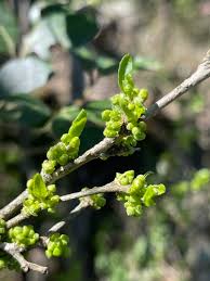 Image result for Erythrococca polyandra