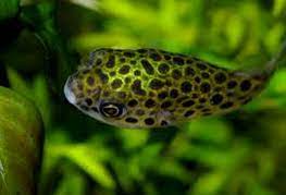 Hidup di air yang mengalir. Ikan Buntal Air Tawar Spotted Green Puffer Asli Indonesia Dan Jenis Jenisnya Dari Berbagi Belahan Dunia Ikan Hias Air Tawar Laut Dan Aquarium